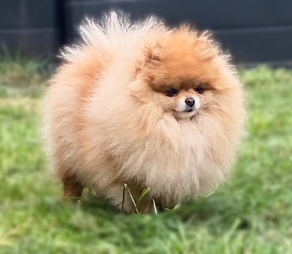 natalis luxury Fabiana