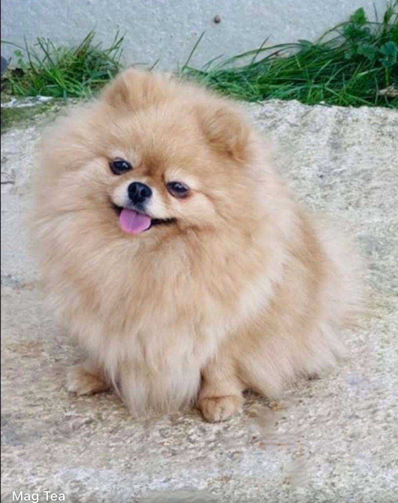 Nicole silver dream (Sans Affixe)