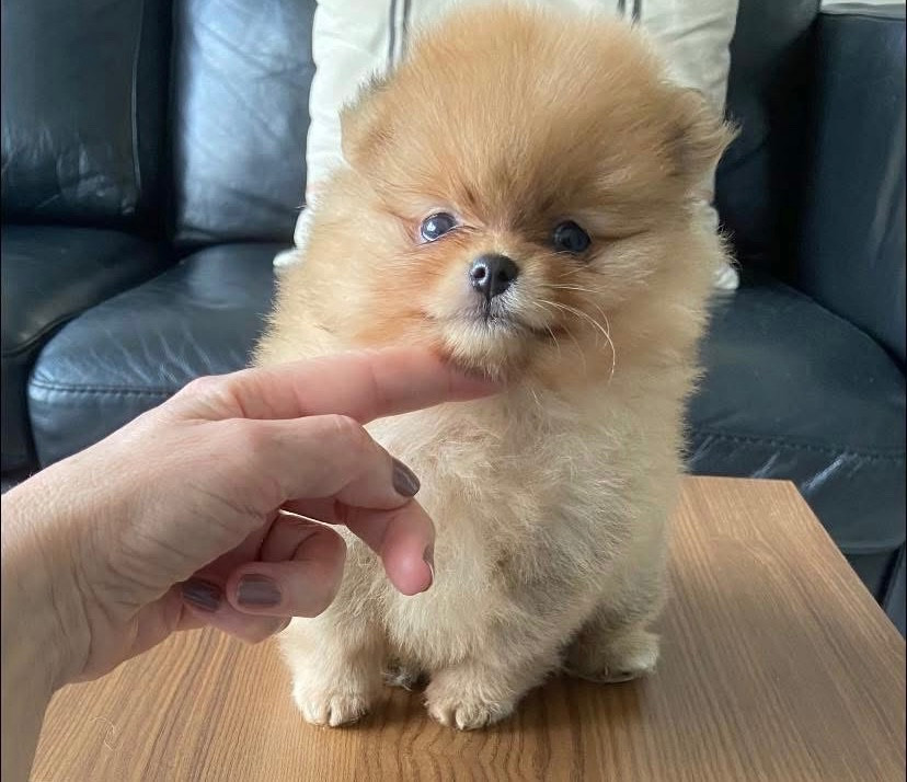 Of Bubbles Sunshine - Chiots disponibles - Spitz allemand