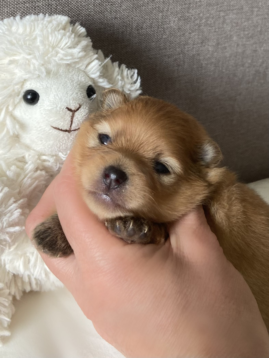 Of Bubbles Sunshine - Spitz allemand - Portée née le 02/03/2026