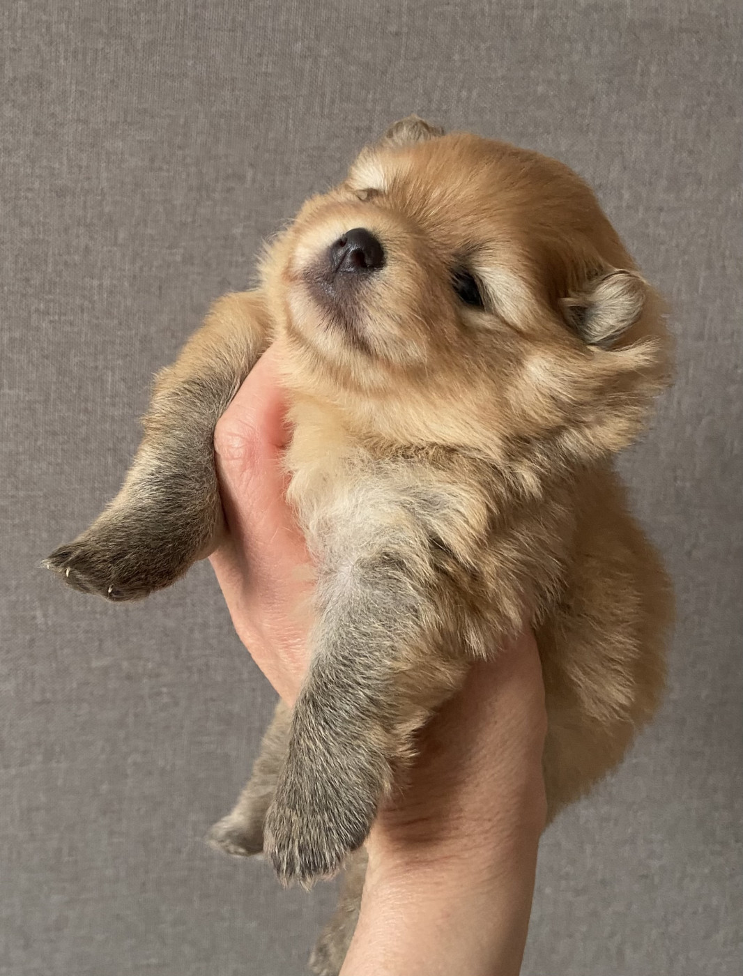 Of Bubbles Sunshine - Chiots disponibles - Spitz allemand