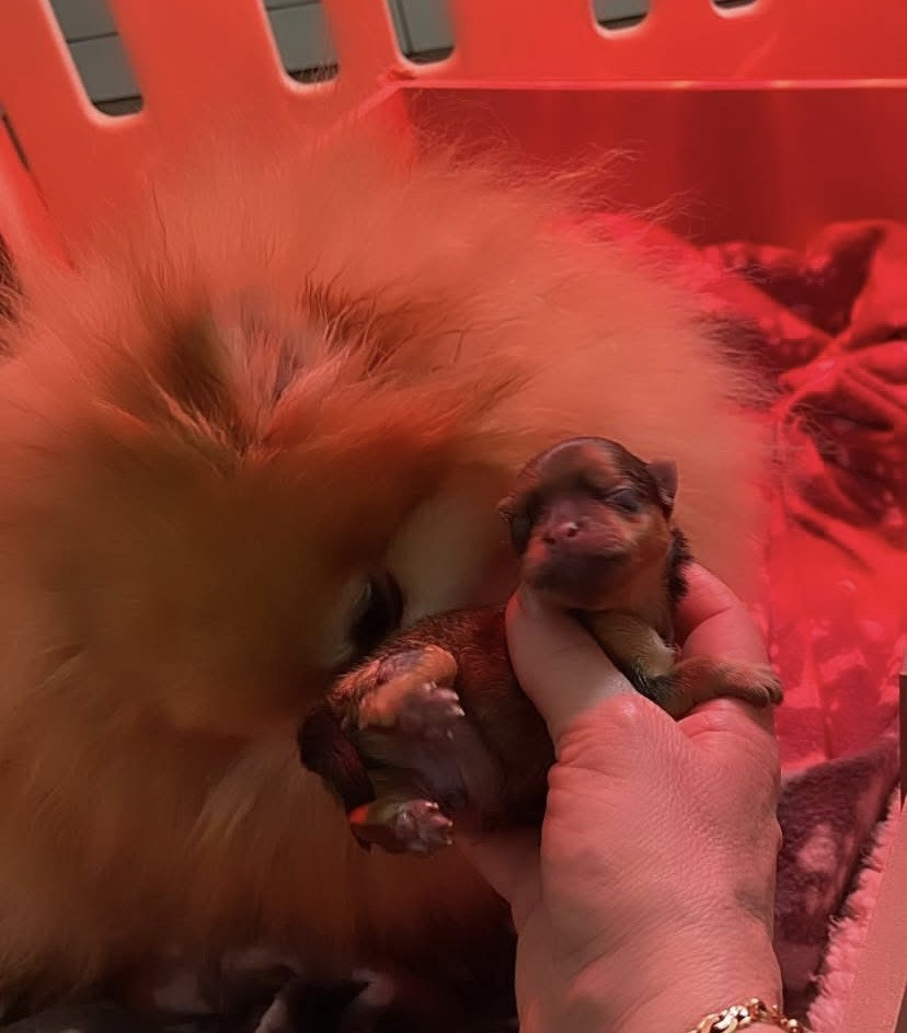 Of Bubbles Sunshine - Spitz allemand - Portée née le 10/03/2026