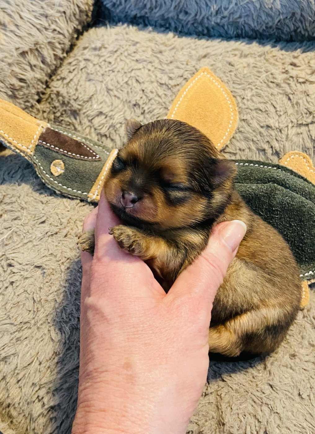 Of Bubbles Sunshine - Chiots disponibles - Spitz allemand