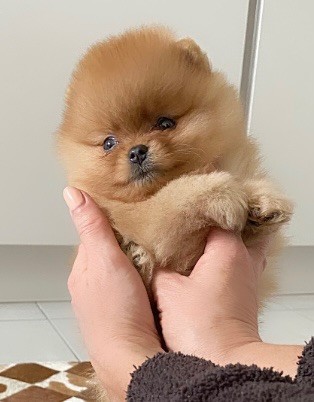 Of Bubbles Sunshine - Spitz allemand - Portée née le 17/09/2024