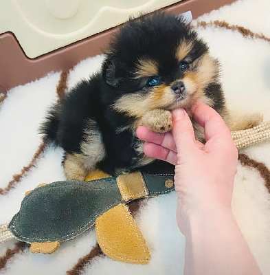 CHIOT 2