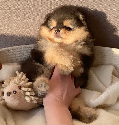 CHIOT 1