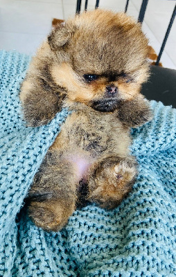 CHIOT 3