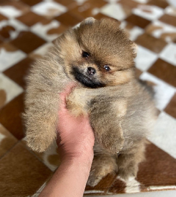 CHIOT 2