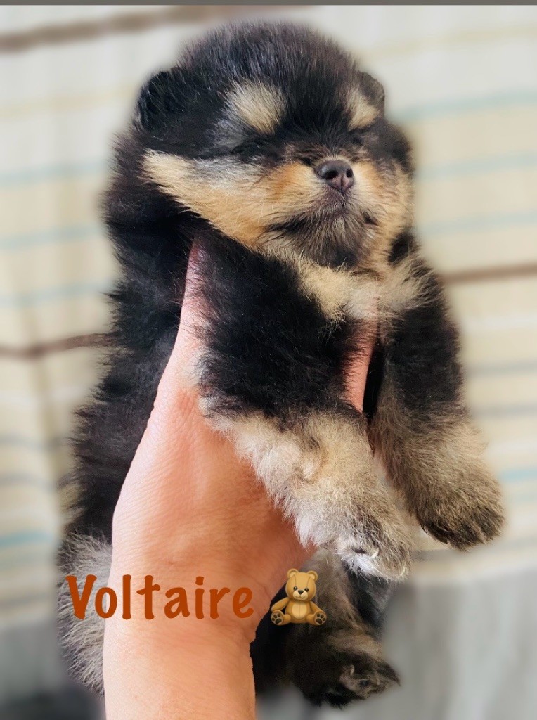 Of Bubbles Sunshine - Spitz allemand - Portée née le 14/08/2024