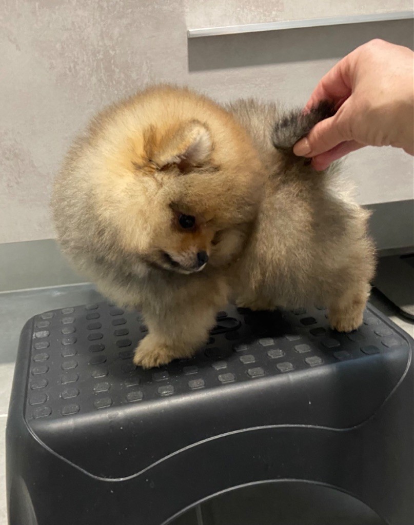 Of Bubbles Sunshine - Spitz allemand - Portée née le 30/08/2024