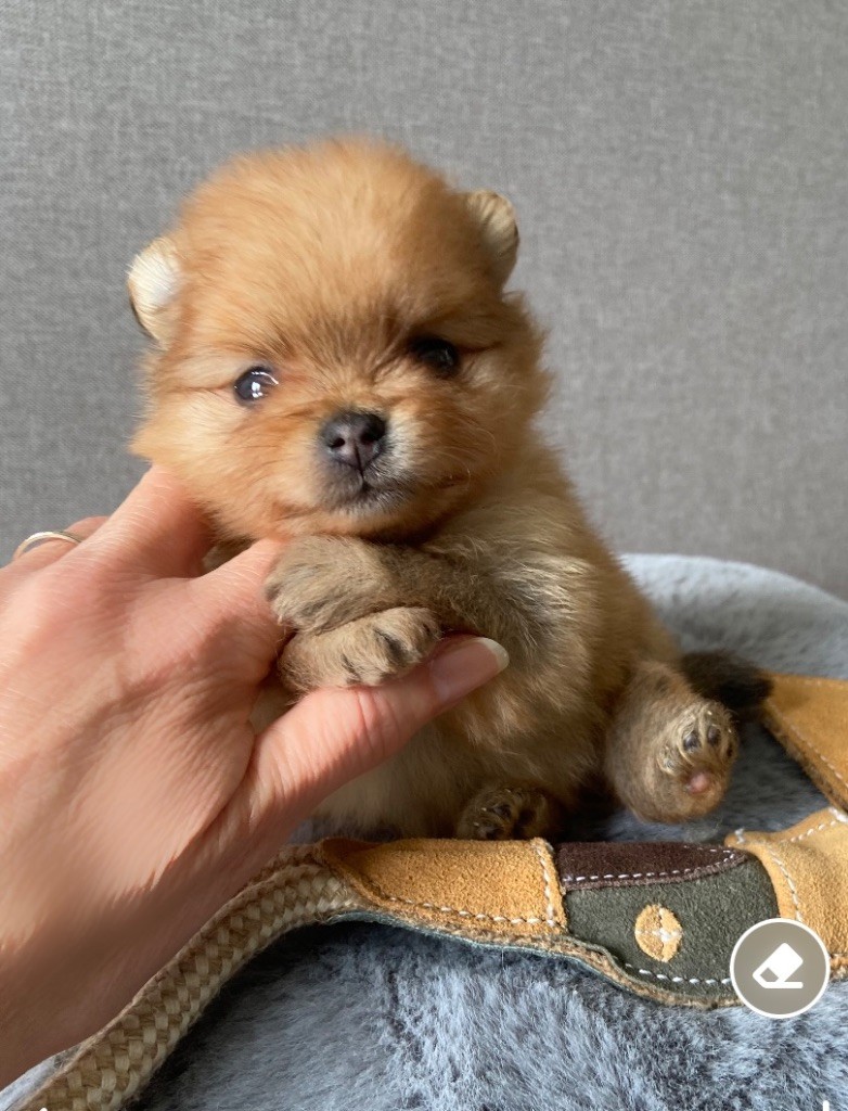 Of Bubbles Sunshine - Spitz allemand - Portée née le 20/09/2025